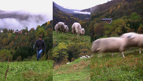 Perverted into Tyranny, 2010, video still, four-channel split screen<br><br>Go to menu, click VIDEOS, to watch excerpts<br><br>On a Norwegian farm, I attempt to herd sheep and experience their free will as an inherent instinct. Faced with a perceived threat, life escapes or fights.